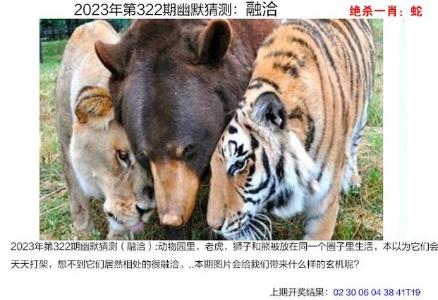 4949澳门今晚上开奖,设计策略快速解答_整版DKJ656.74