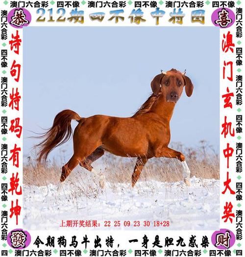 澳门王中王六合免费资料,设计策略快速解答_整版DKJ656.74